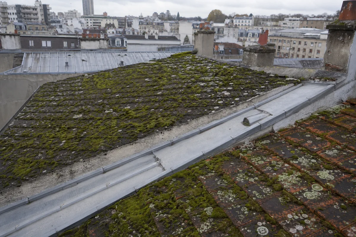 Toiture parisienne colonisée par la mousse avant démoussage